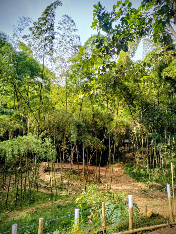 🌿 Terreno en Venta - Rincón de Paraíso, La Buitrera (Chontaduro Parte Alta) 🌿