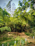 🌿 Terreno en Venta - Rincón de Paraíso, La Buitrera (Chontaduro Parte Alta) 🌿