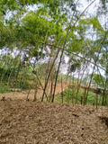 🌿 Terreno en Venta - Rincón de Paraíso, La Buitrera (Chontaduro Parte Alta) 🌿